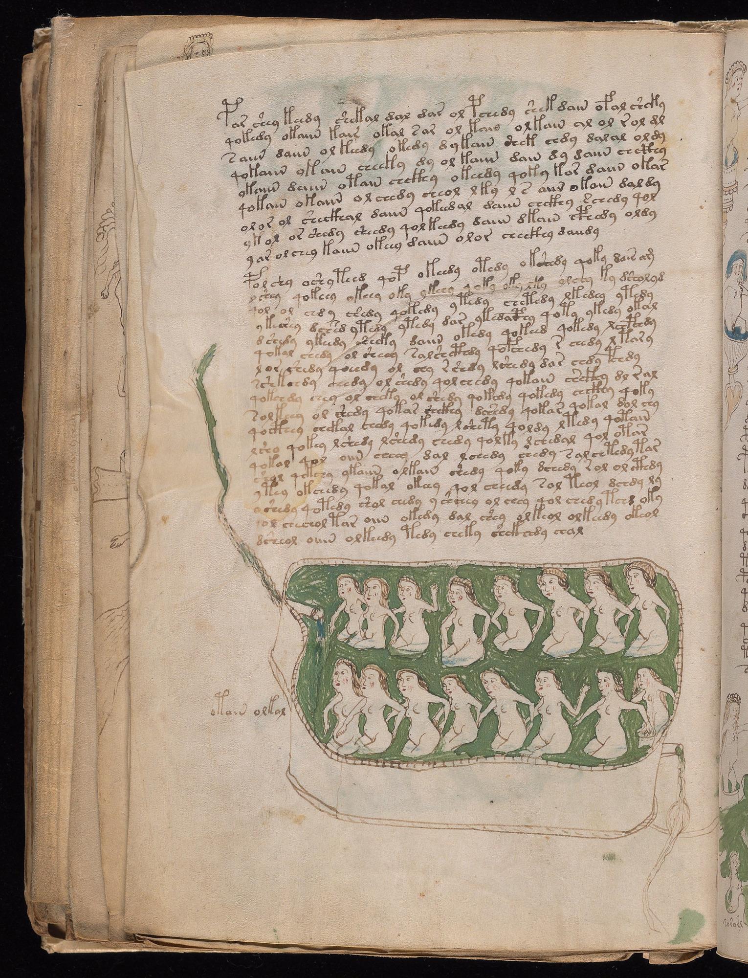 Voynich Manuscript folio f81v — Beinecke MS 408